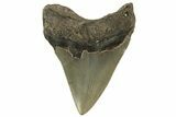Serrated, Fossil Megalodon Tooth - North Carolina #219498-2